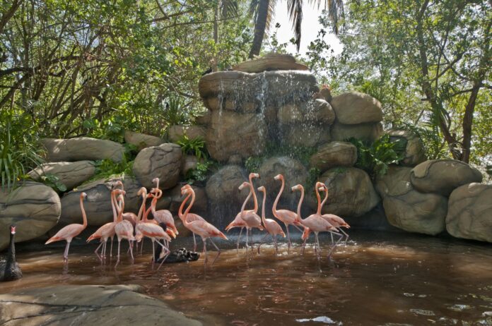 El Port Oasis Ecopark, ubicado dentro de la terminal de Sociedad Portuaria Regional de Cartagena, es un centro dedicado a la conservación de fauna silvestre,