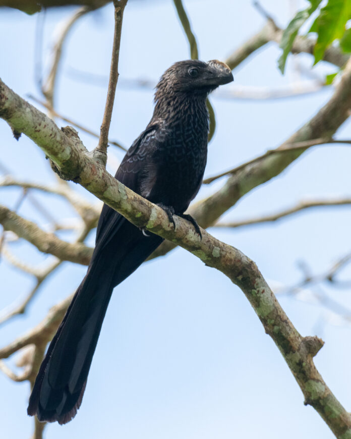 Avianca y WCS refuerzan la protección de aves migratorias. Foto: Avianca