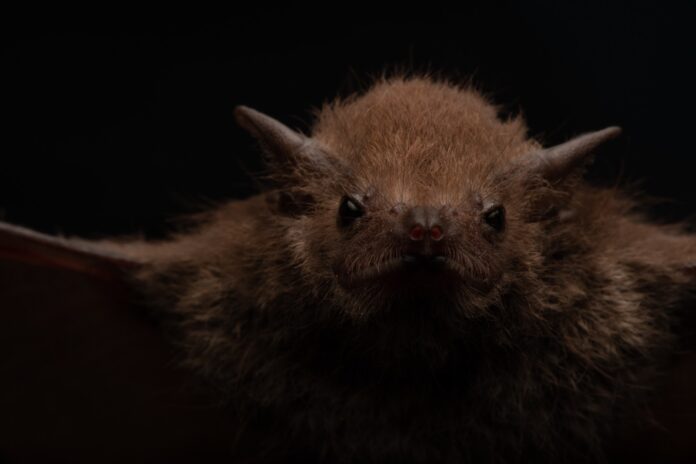 Corantioquia llama a la ciudadanía a respetar la fauna silvestre en Halloween. Foto: Corantioquia